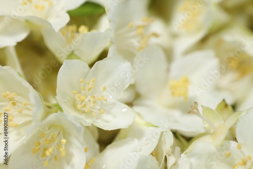 Beautiful jasmine flowers as background, closeup view