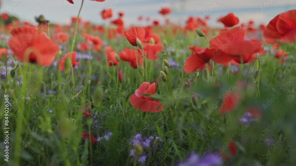 Camera mover through red poppies and other field summer flowers. Red poppy field, flowers sway in the wind. Gimbal, shallow DOF shot