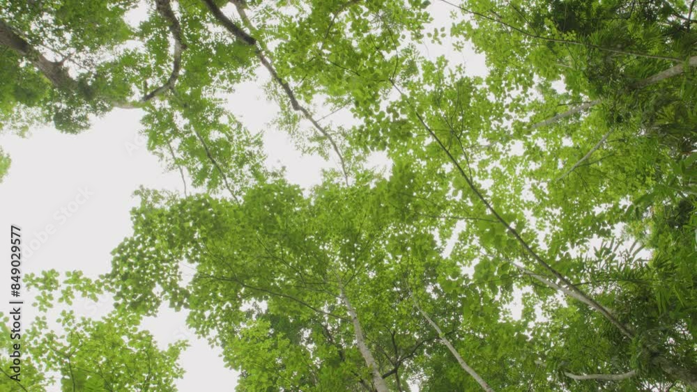 Spinning and rotation looking up under big rainforest trees. Underneath big and tall rainforest trees. Looking up in the forest in Thailand. Spinning and rotation looking up under big rainforest trees. Underneath big and tall rainforest trees. Looking up in the forest in Thailand.