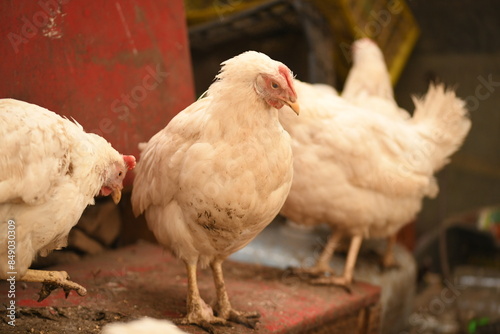 Chickens on a farm. Breeding poultry and chicken eggs