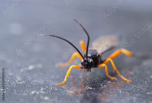 black bug on macro