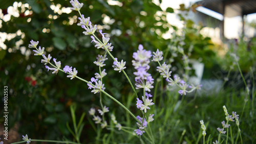 Summer lavender flowers in the garden. Lavender flowers close-up. Long banner, beautiful background