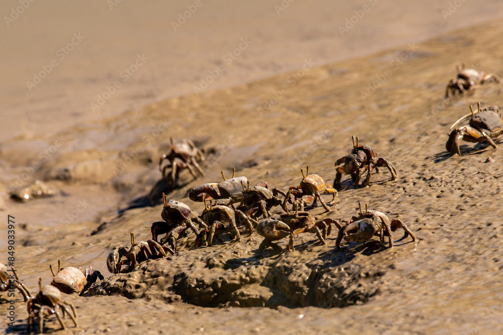 Obraz premium Fiddler crabs walk on a rivershore looking for food
