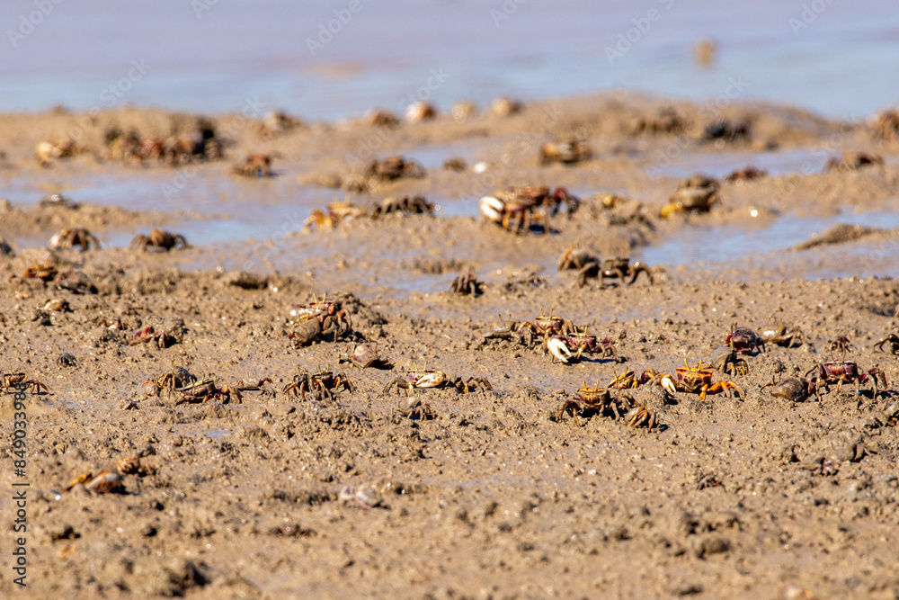 Fiddler crabs walk on a rivershore looking for food Fiddler crabs walk on a rivershore looking for food