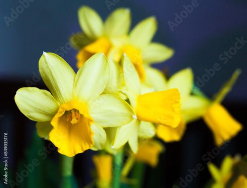Yellow Narcissus flowers
