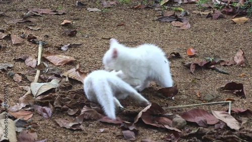 Cute white kittens playing outdoors. Two little cats having fun and play fighting outside while another kitten joins them lately.