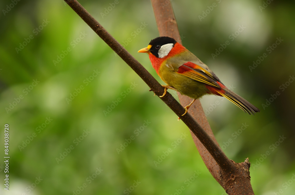 The Silver-Eared Mesia is a species of bird from Southeast Asia.