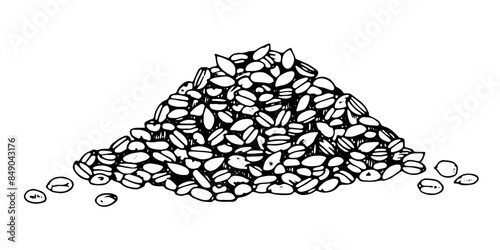 Bunch of Wheat Grains Vector hand drawn illustration. Barley pile sketch drawing. Vintage white and black line art on background. Clipart of rye heap for bakery graphic design. For food packaging