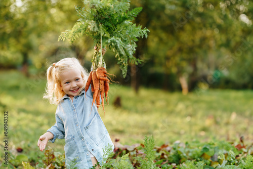 happy blond child girl picking fresh home growth carrot harvest from own garden. Seasonal autumn and summer work