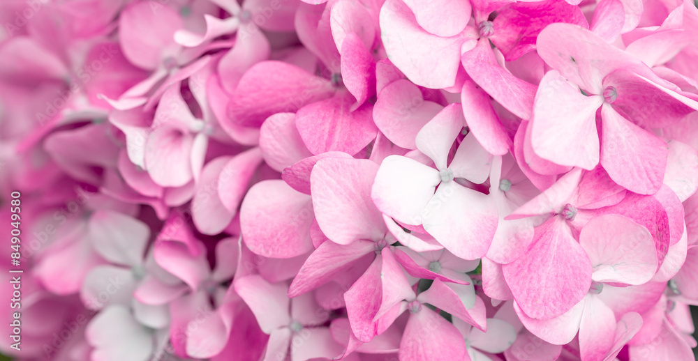 Pink flowers close up. Bouquet of purple flowers. City flower beds, a beautiful and well-groomed garden with flowering bushes. Pink flowers close up. Bouquet of purple flowers. City flower beds, a beautiful and well-groomed garden with flowering bushes.
