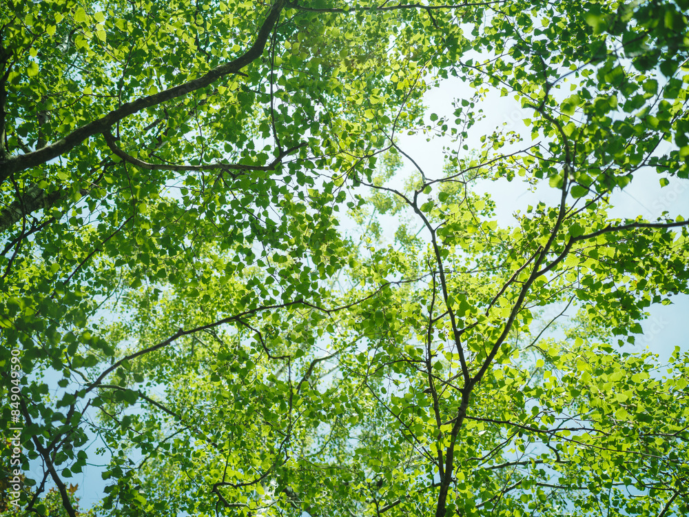Birch tree spring leaves on sunlight background Birch tree spring leaves on sunlight background