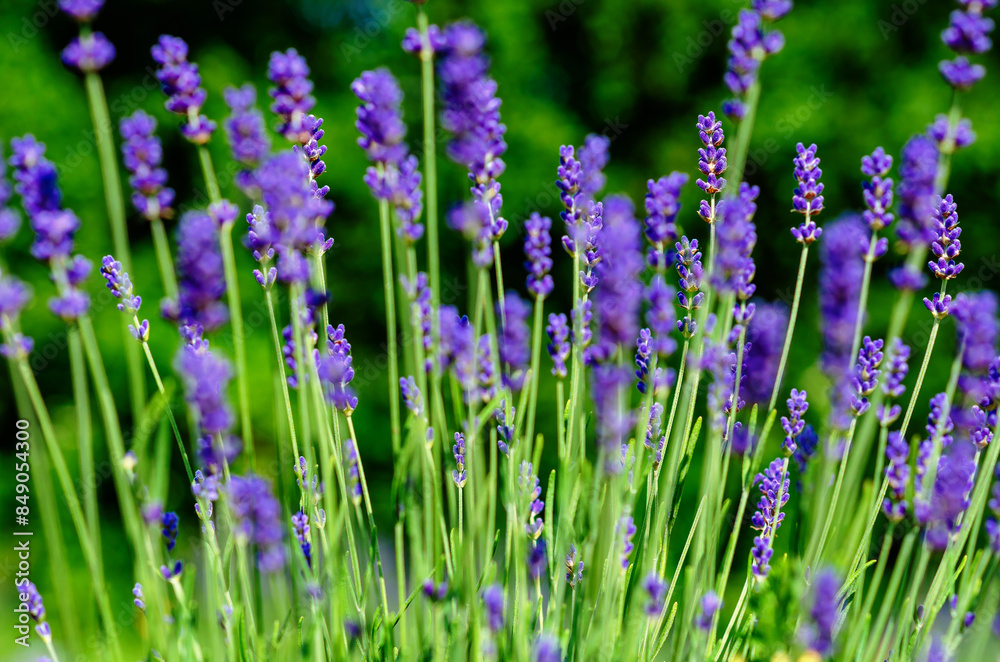 Obraz premium Blue lavender flowers close-up with bokeh on plantation