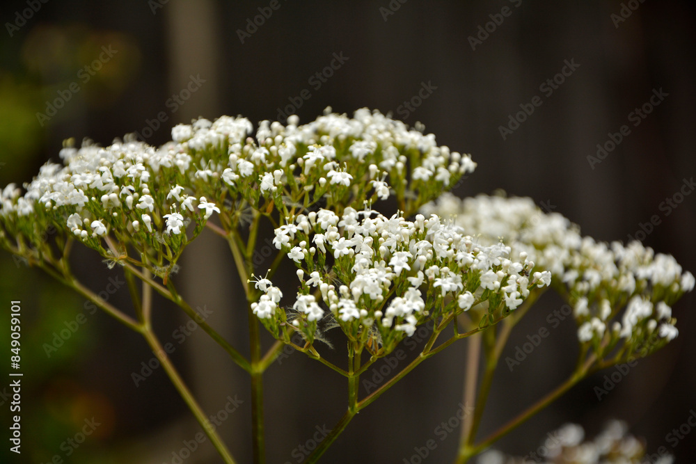 Kozłek lekarski, waleriana, białe kwiaty waleriany, kwitnąca waleriana, kwitnący kozłek, Valeriana officinalis,