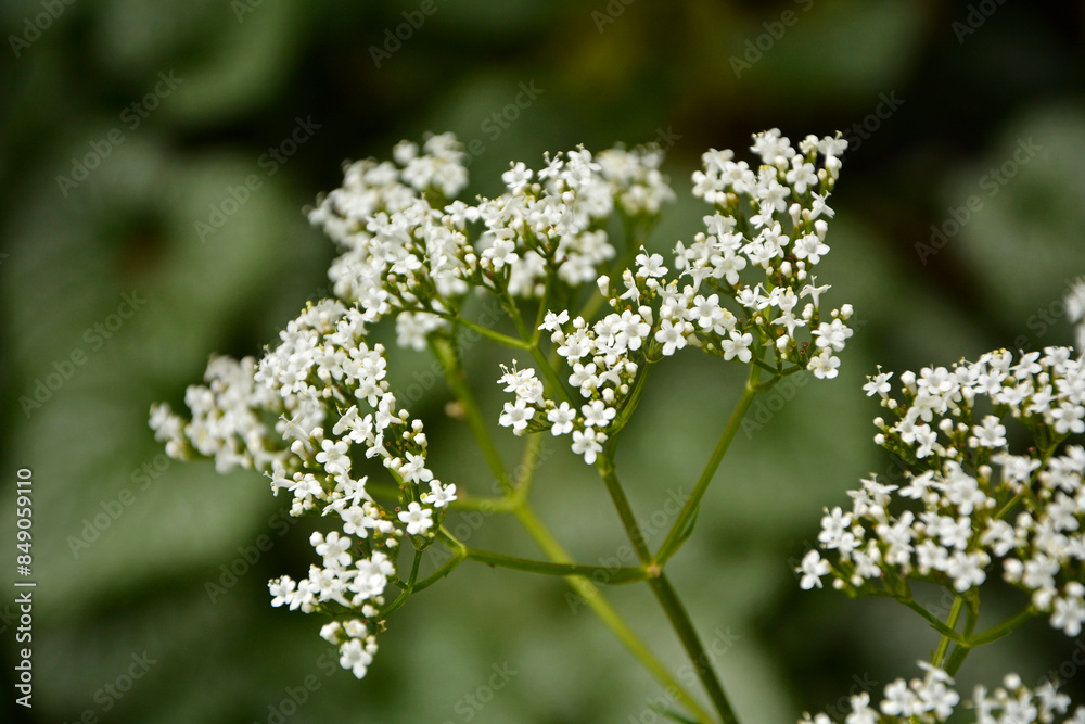 Kozłek lekarski, waleriana, białe kwiaty waleriany, kwitnąca waleriana, kwitnący kozłek, Valeriana officinalis, white valerian flowers, blooming valerian, garden valerian,