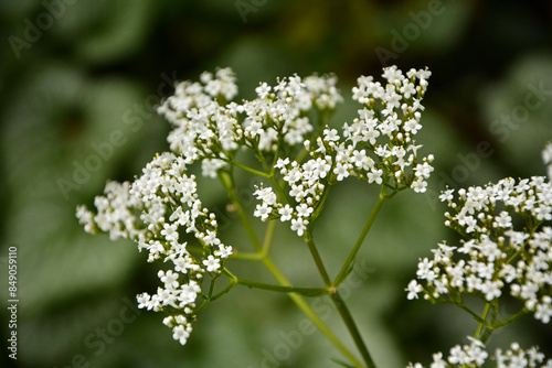 Obraz na płótnie Kozłek lekarski, waleriana, białe kwiaty waleriany, kwitnąca waleriana, kwitnący kozłek, Valeriana officinalis, white valerian flowers, blooming valerian, garden valerian, w salonie