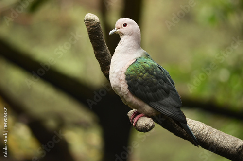 The Common Emeral Dove is also known as Emerald Dove, Asian Emerald Dove or Grey-Capped Emerald Dove. photo