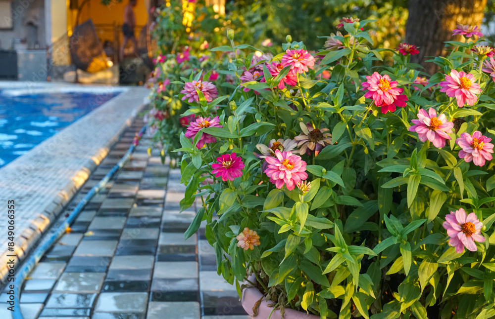 Fototapeta premium All kinds of colorful flowers in the yard