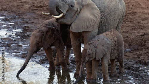 African elephants drinking water at the waterhole