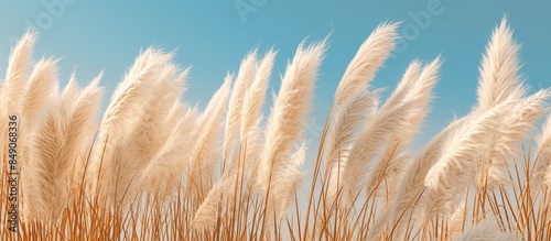 Pampas grass Minimalist Background.