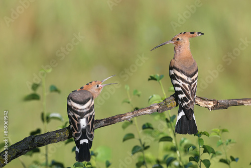 Single and pair of The Eurasian hoopoe (Upupa epops) shot close up against blurred background in soft morning light sitting on a branch in natural habitat © VOLODYMYR KUCHERENKO