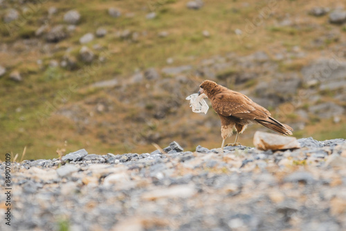 bird eating plastic, Juvenile mountain caracara -Phalcoboenus megalopterus- in Road to the Mountain range of the Viuda, Canta. Peru. photo