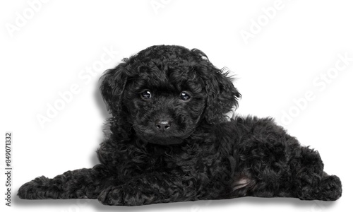 cute poodle black puppy dog sleeping on white background