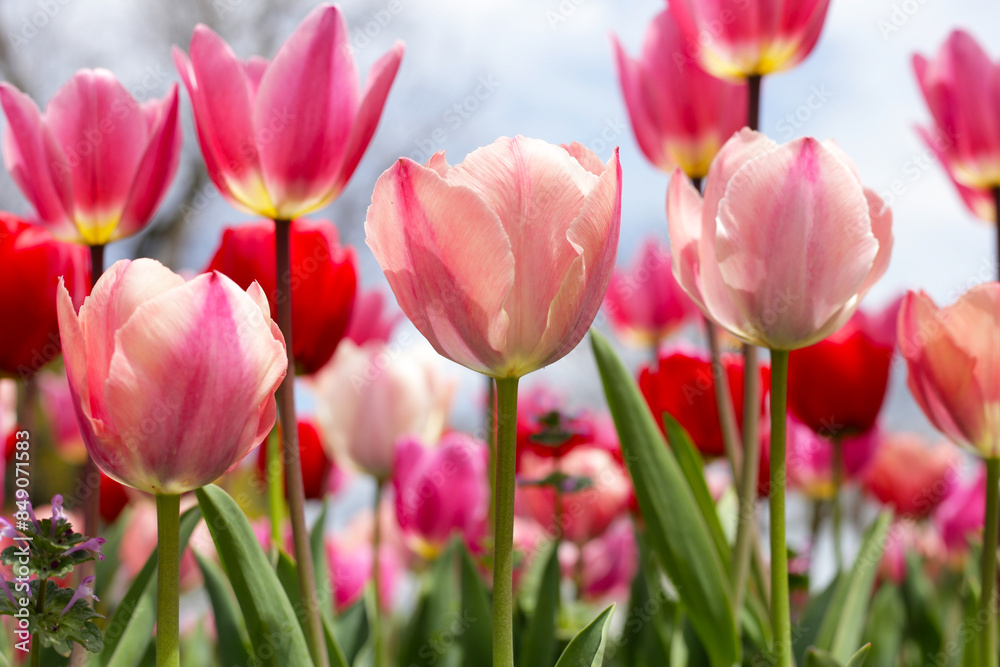 Beautiful tulip flower garden. The Expo 70 Commemorative Park, Osaka, Japan Beautiful tulip flower garden. The Expo 70 Commemorative Park, Osaka, Japan