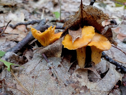 Bild auf Leinwand Bright orange chanterelles sprout through the forest floor from a thick layer of fallen oak leaves