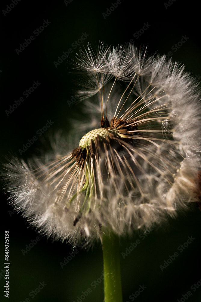 Fototapeta premium dandelion seed head