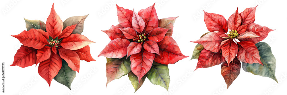 Set of watercolor red poinsettia flowers on a transparent background. Christmas rustic decoration. Set of watercolor red poinsettia flowers on a transparent background. Christmas rustic decoration.