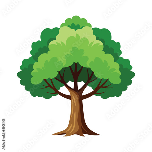 sycamore tree isolated on white