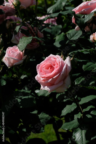 Hamamirai rose in full blooming photo