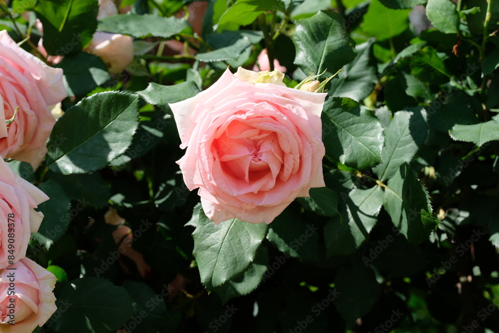 Hamamirai rose in full blooming
Hamamirai rose in full blooming