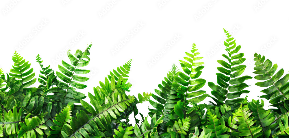 Lush Green Fern Leaves Against a White Background - Vibrant and Fresh Botanical Nature Concept for Eco-Friendly Designs and Natural Themes Lush Green Fern Leaves Against a White Background - Vibrant and Fresh Botanical Nature Concept for Eco-Friendly Designs and Natural Themes