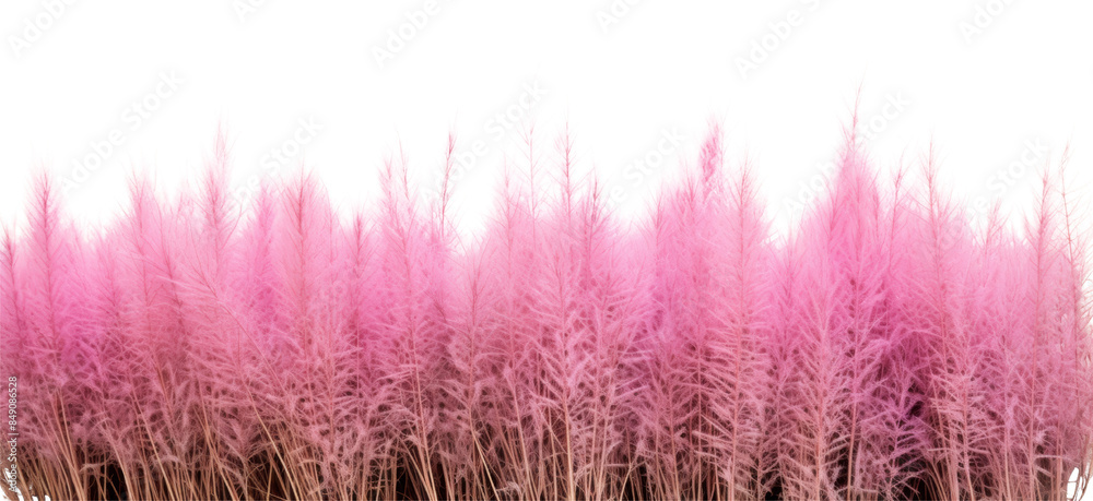 Vibrant Purple Pampas Grass Against White Background, Nature's Elegance in Minimalist Style, Perfect for Modern Decor and Design Projects Vibrant Purple Pampas Grass Against White Background, Nature's Elegance in Minimalist Style, Perfect for Modern Decor and Design Projects