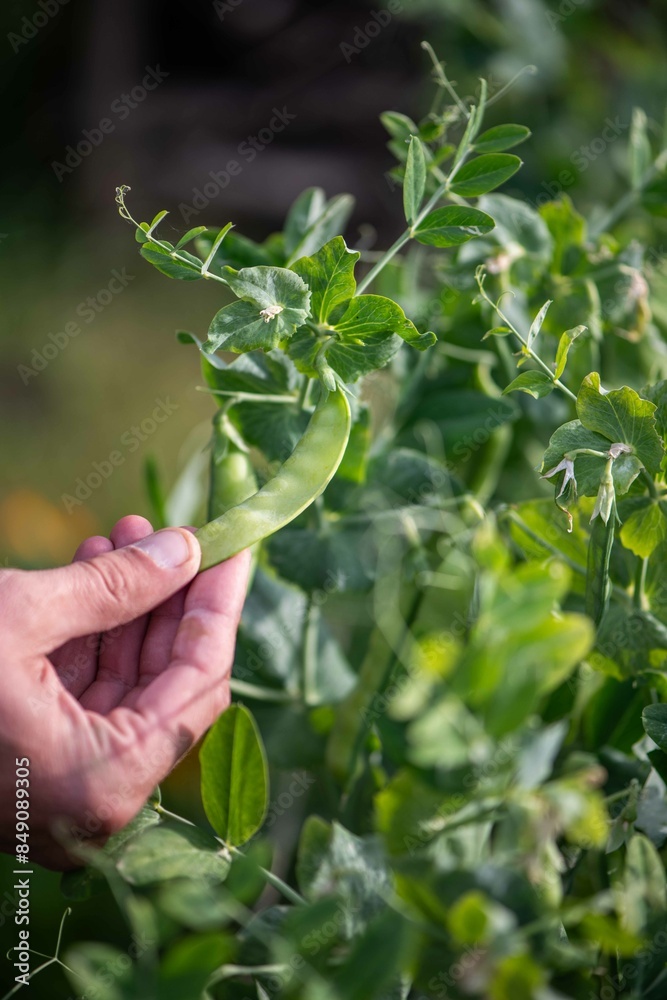 Zuckerschote im Garten pflücken, eigene Ernte, Selbstversorgung, eine Hand erntet Erbsen,
Zuckerschote im Garten pflücken, eigene Ernte, Selbstversorgung, eine Hand erntet Erbsen,
