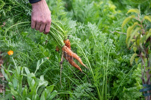 Karotten im Garten ernten, eigene Ernte, Selbstversorgung, eine Hand erntet Möhren,