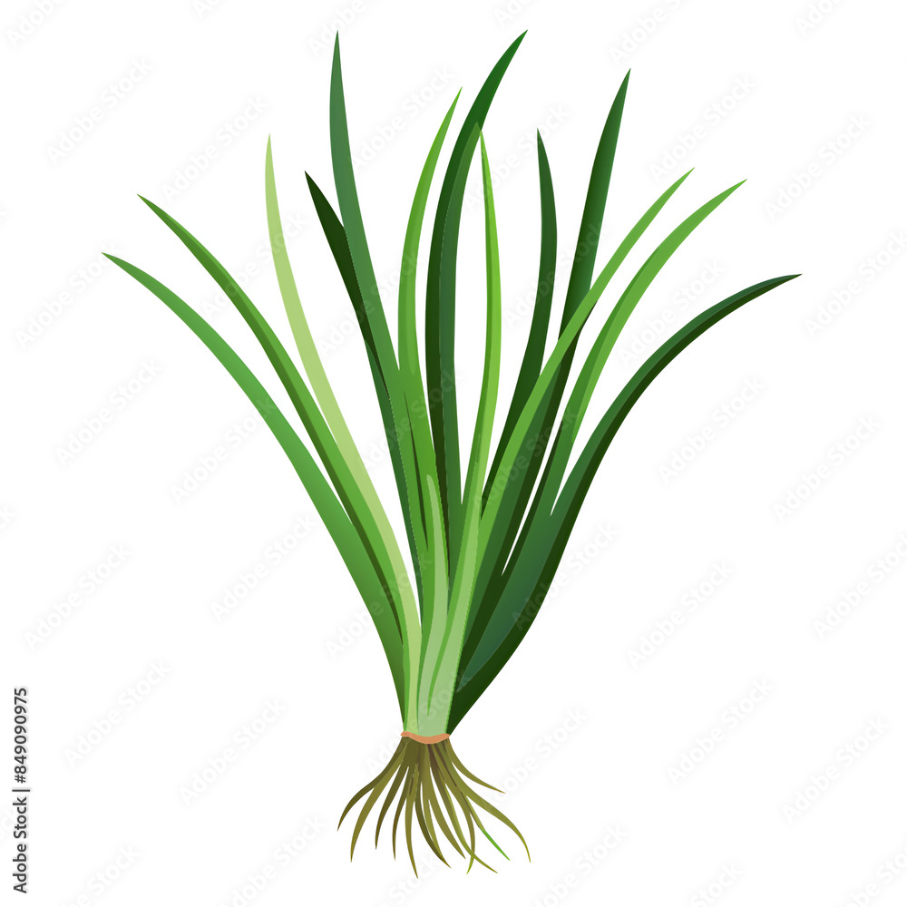 fresh green onion fresh green onion