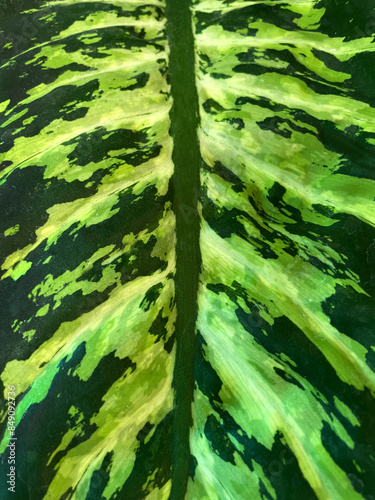 Close-up of texture and pattern of green leaf of plant in garden. Beautiful leaf of ornamental plant 