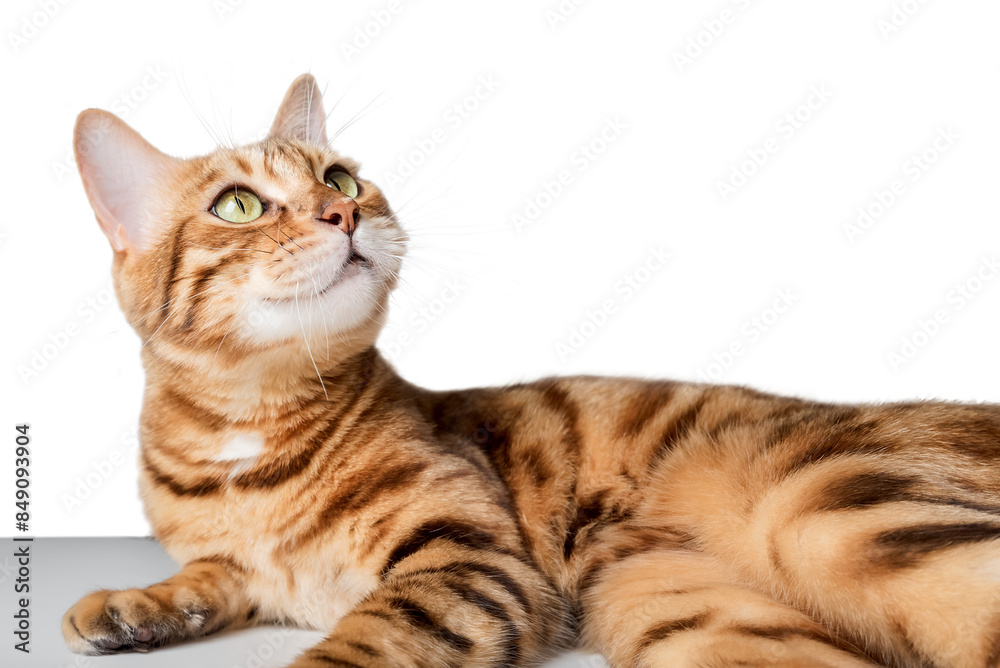 Funny cheerful cat looks up. Funny cheerful cat looks up.