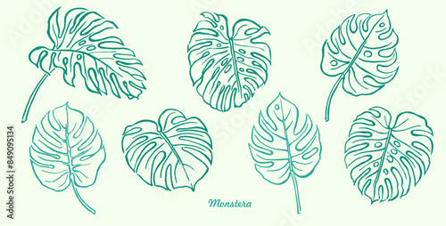 Monstera ,green leaves , hand drawn illustration of plants, greenery , tropical exotic leaf for Hawaii style wallpaper, floral elements, botanical.