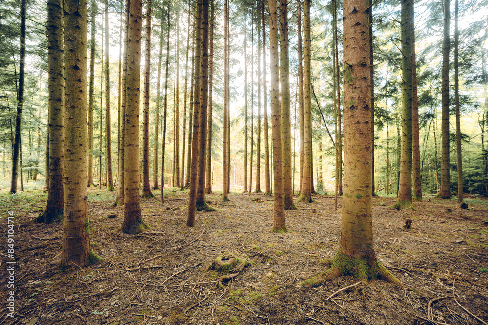 Naklejka premium Forest scene in summer. Lush vegetation, vibrant, no people
