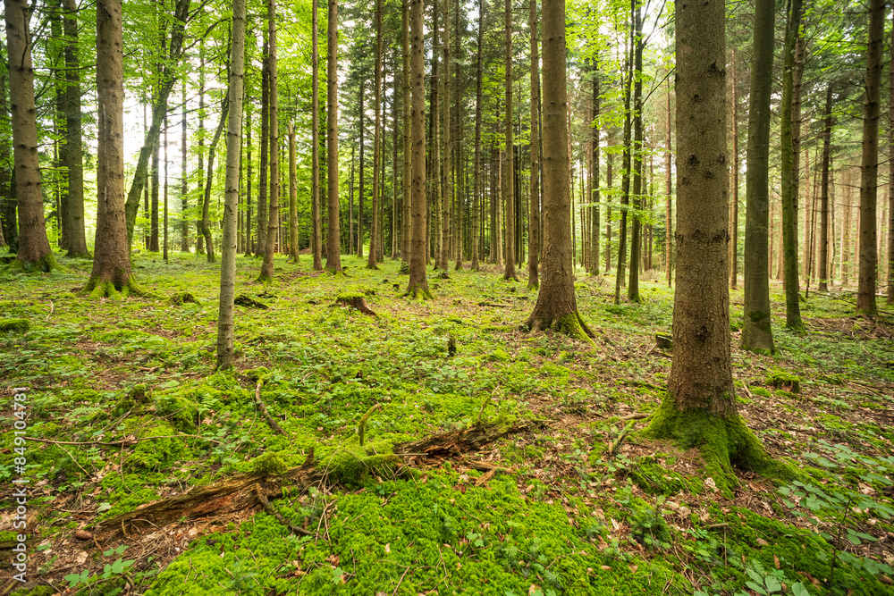 Forest scene in summer. Lush vegetation, vibrant, no people