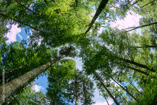 Tall forest trees canopy or crowns, low, wide-angle view. Sunny summer day, no people photo