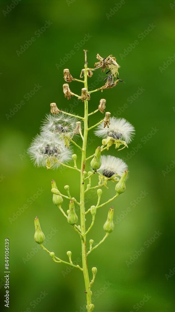 Close-up of Lactuca biennis flower Close-up of Lactuca biennis flower
