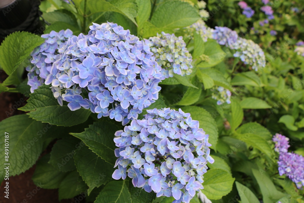 紫陽花 紫陽花