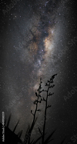 An Harakeke Plant with the Milky Way center on the background taken at Turakirae Head Scientific Reserve
 photo