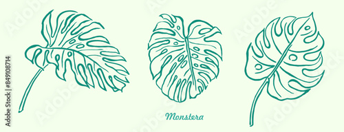 Monstera ,green leaves , hand drawn illustration of plants, line art, greenery , tropical exotic leaf for Hawaii style wallpaper, floral elements, botanical