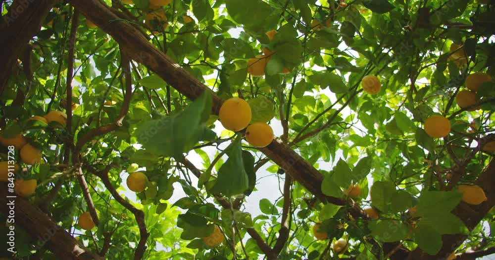 A lemon tree branch with bright yellow lemons hanging amidst lush green leaves on a sunny day.