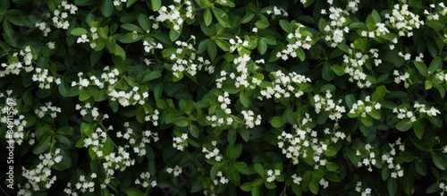 white little flowers on a green bush a pattern of white flowers summer in the yard texture background. Creative banner. Copyspace image